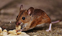 24 Hour & Emergency Exterminators in Truesdale, IA